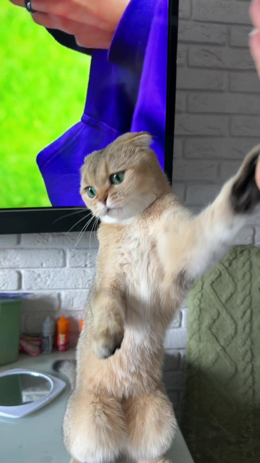 @Cat&Kittens
