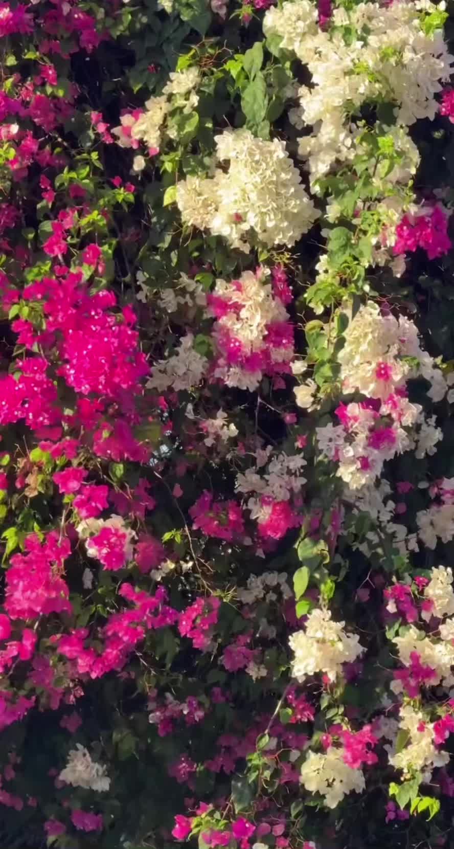 @🌸ᴍᴀʟɪɴᴅʀᴀ🌸 🌸sɪᴜᴍᴀʟɪ🌸