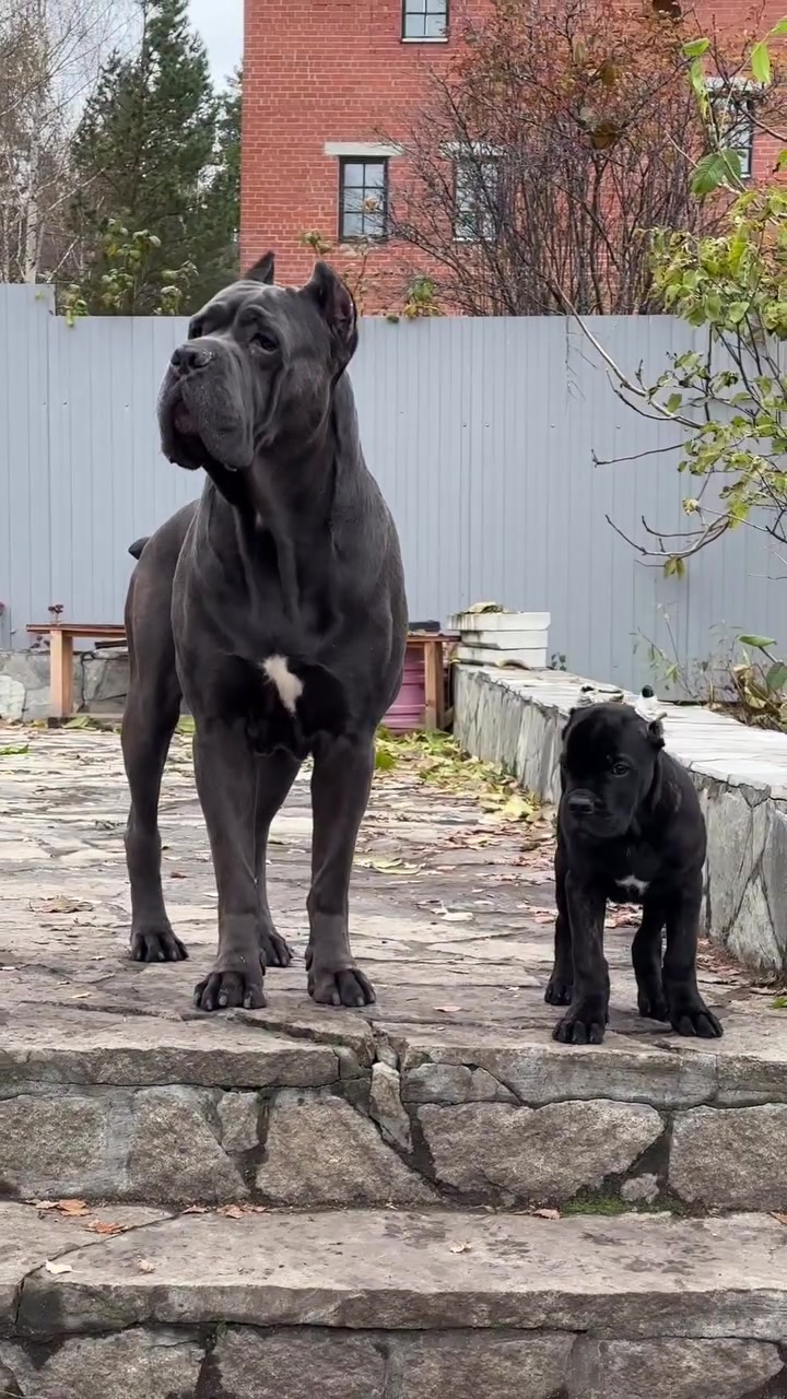 @Andrew cane corso