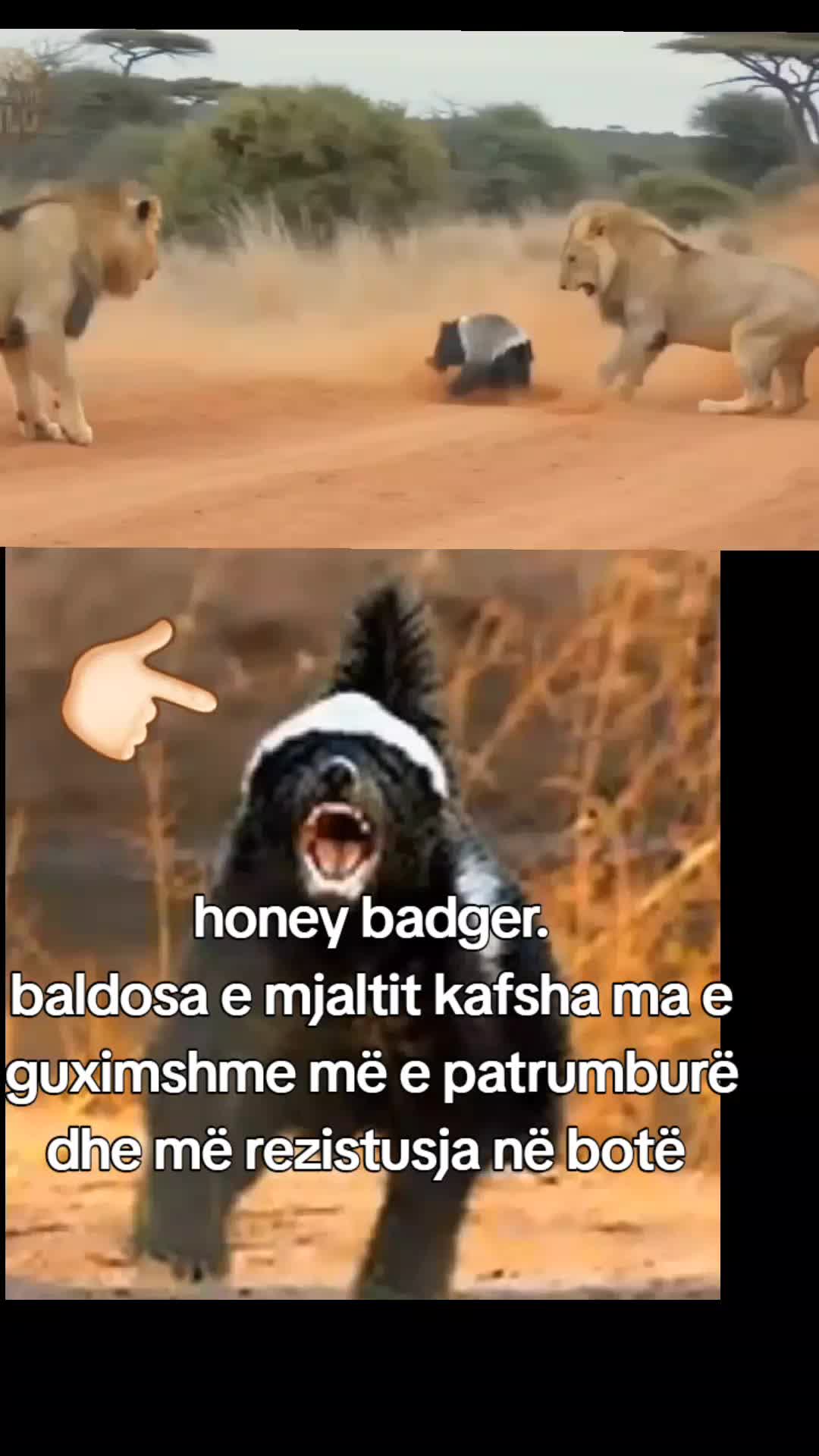 @Arianitët2 kula