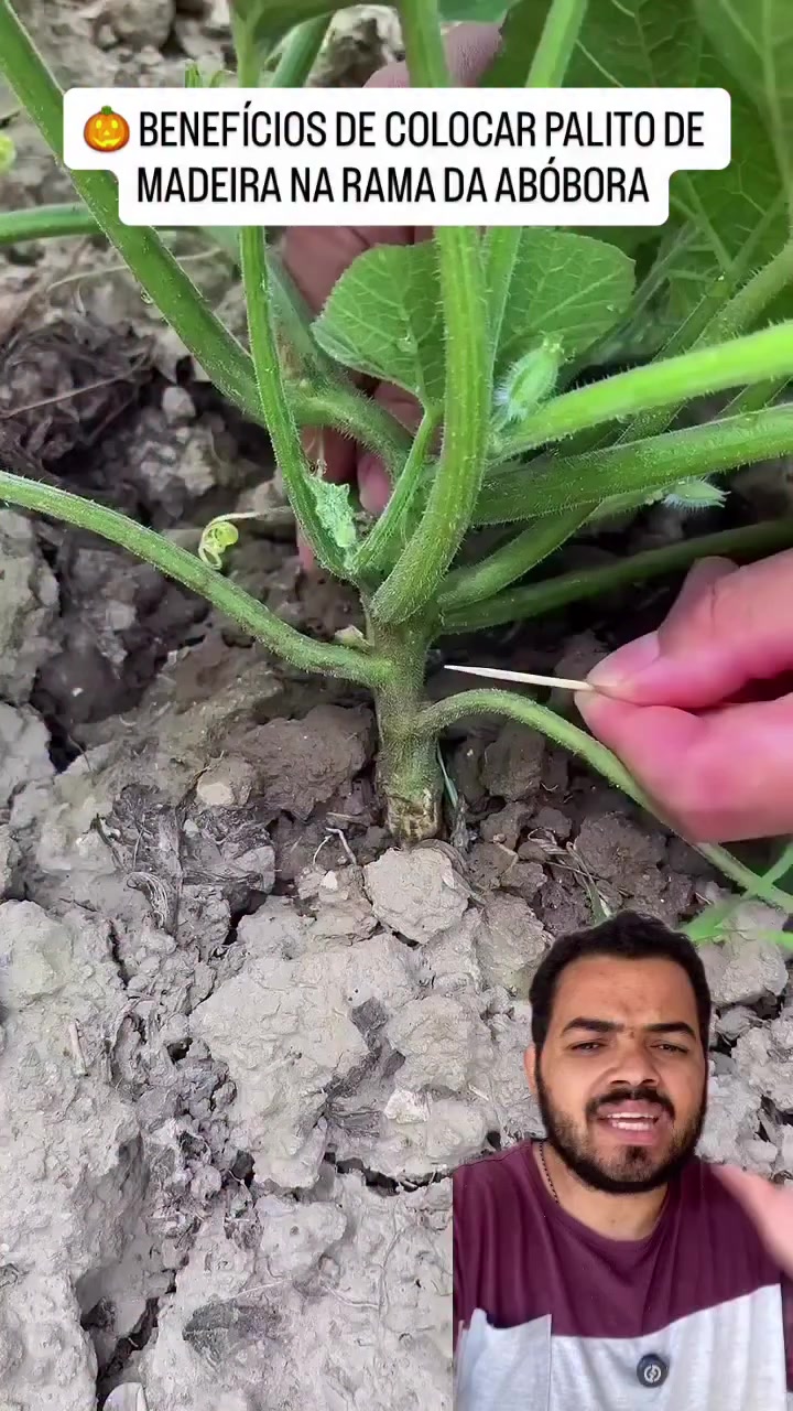 @Obrasilense