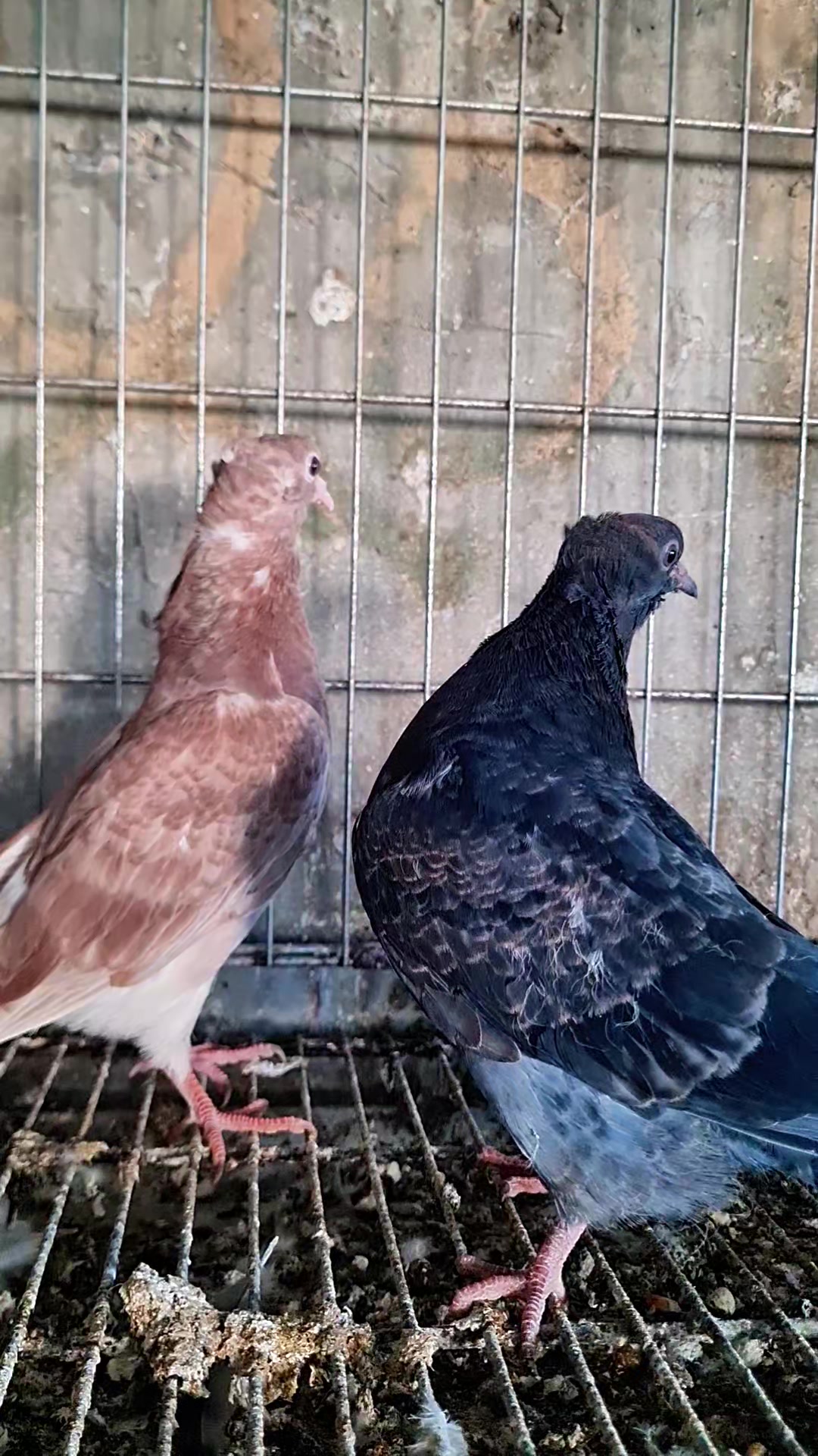 @Pigeons Tv