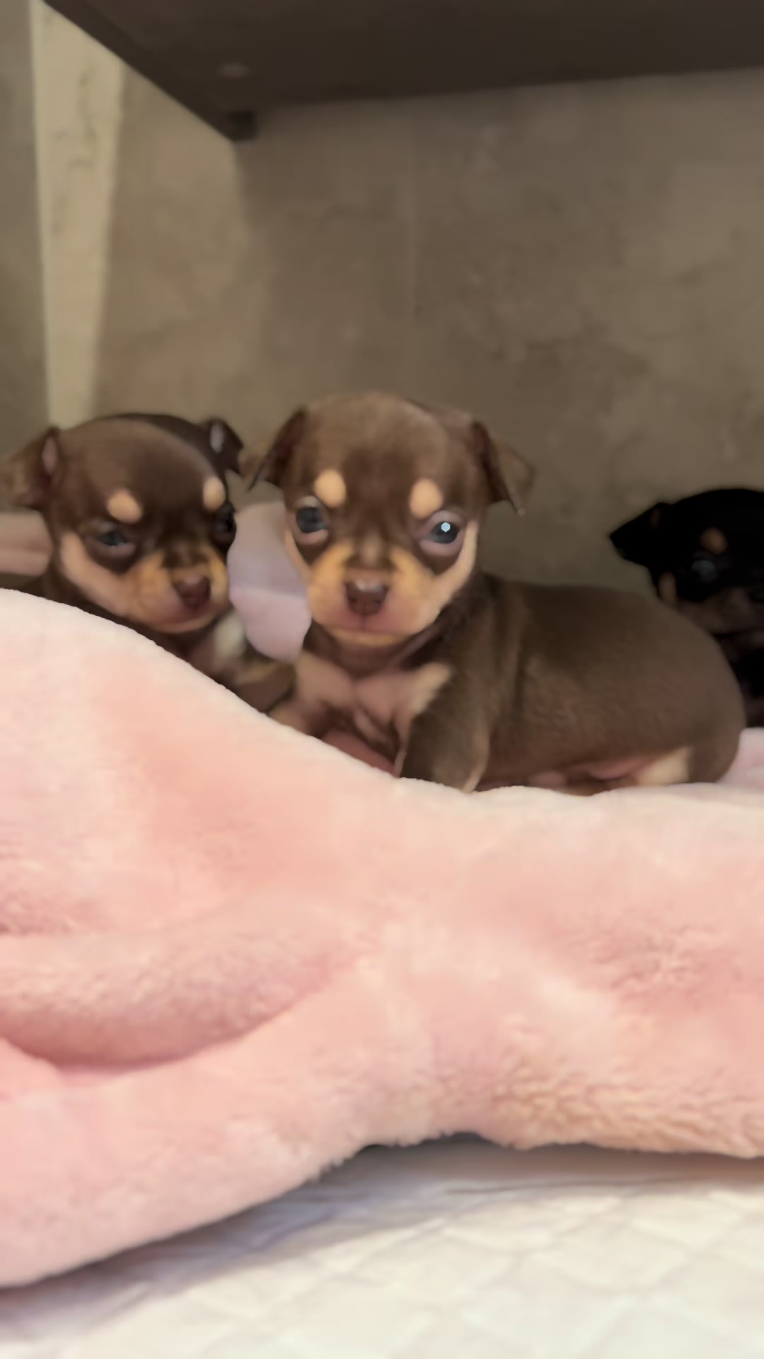@Suffolk Chihuahuas
