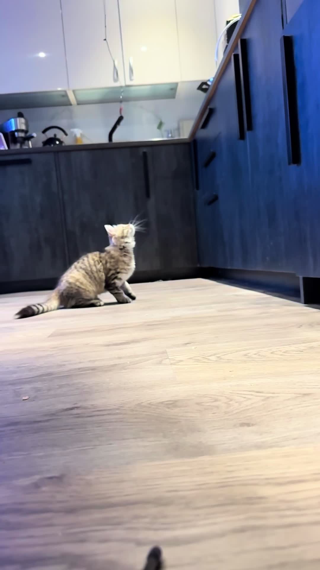 @SiberianRiver Cattery Uk