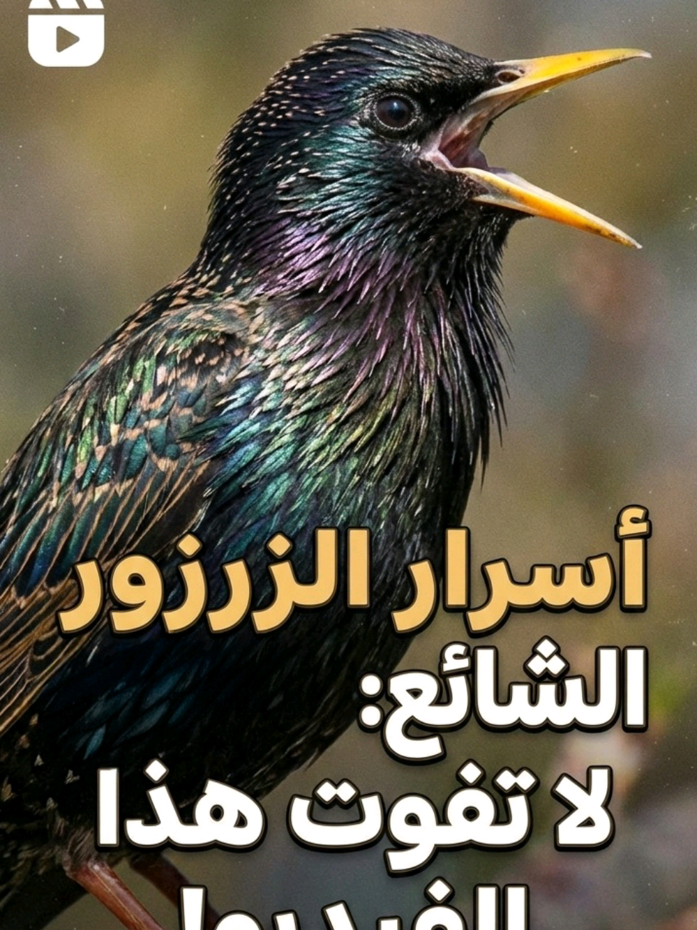 @ramziaouadj93