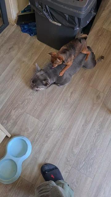 @dontbullymybreed