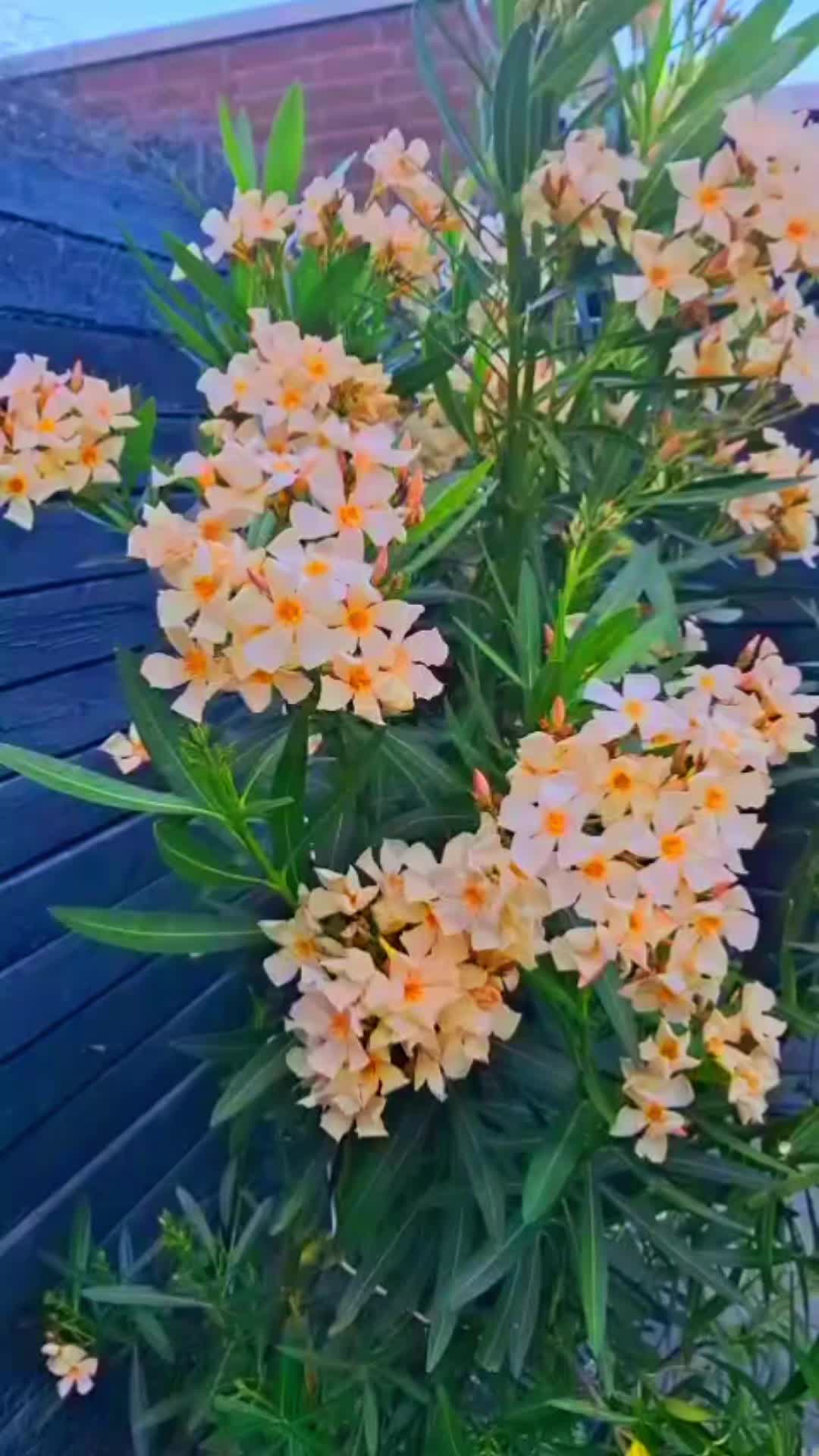 @๐งฟโ๏ธ เฅ ๐๐ฐ๐ท๐ฐ๐ฐ๐ฝ๐ฐ เฅ โ๏ธ๐งฟ