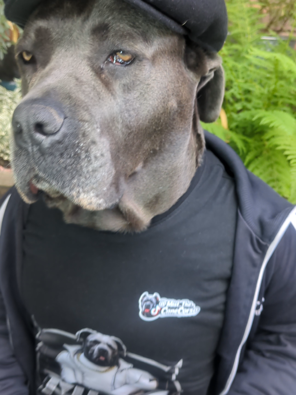 @mist_the_canecorso