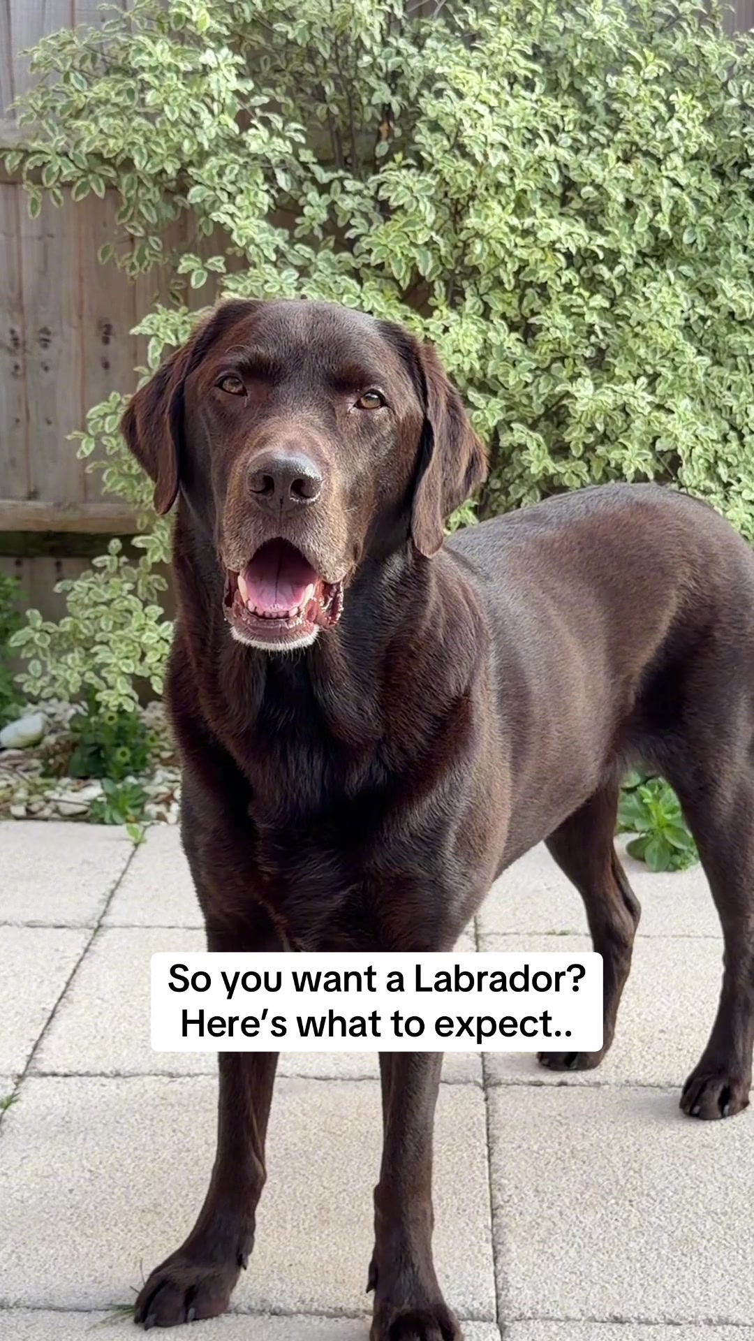 @The Labrador Buddy