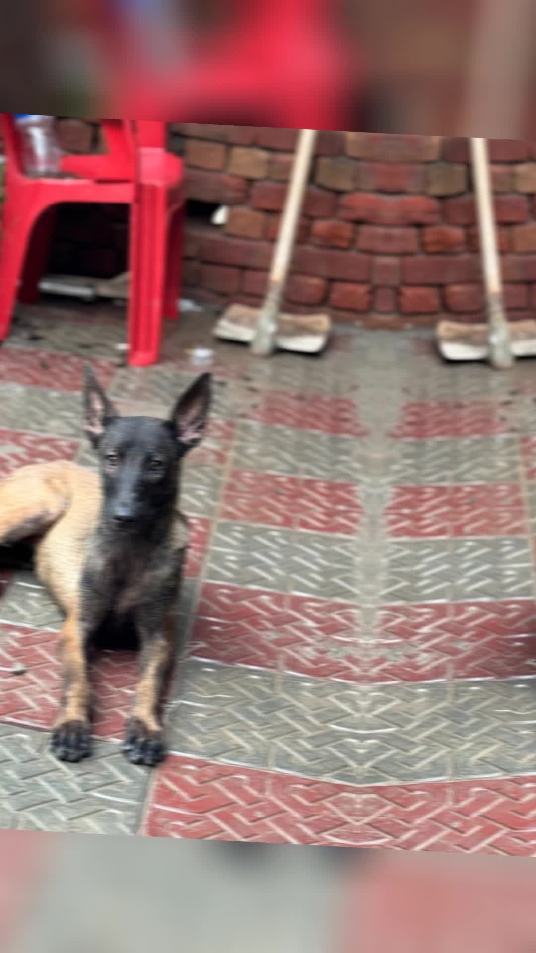 @MalinoisofPakistan