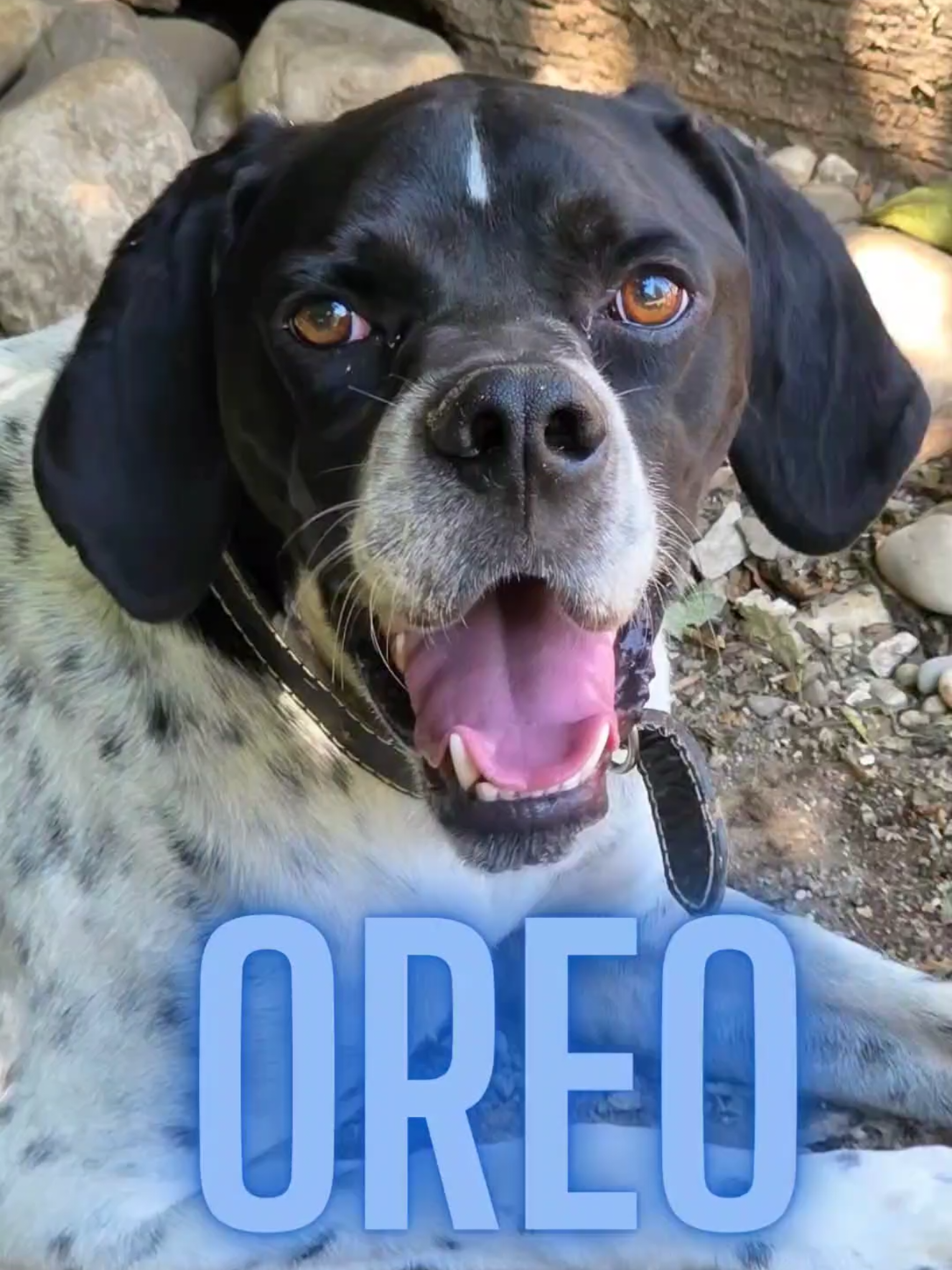 @Greek Animal Rescue