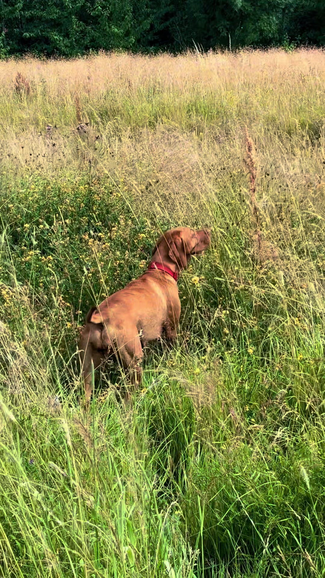 @SazandWillowVizsla