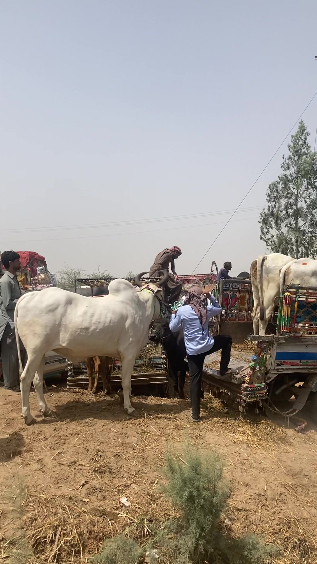 @cattle update Hyderabad