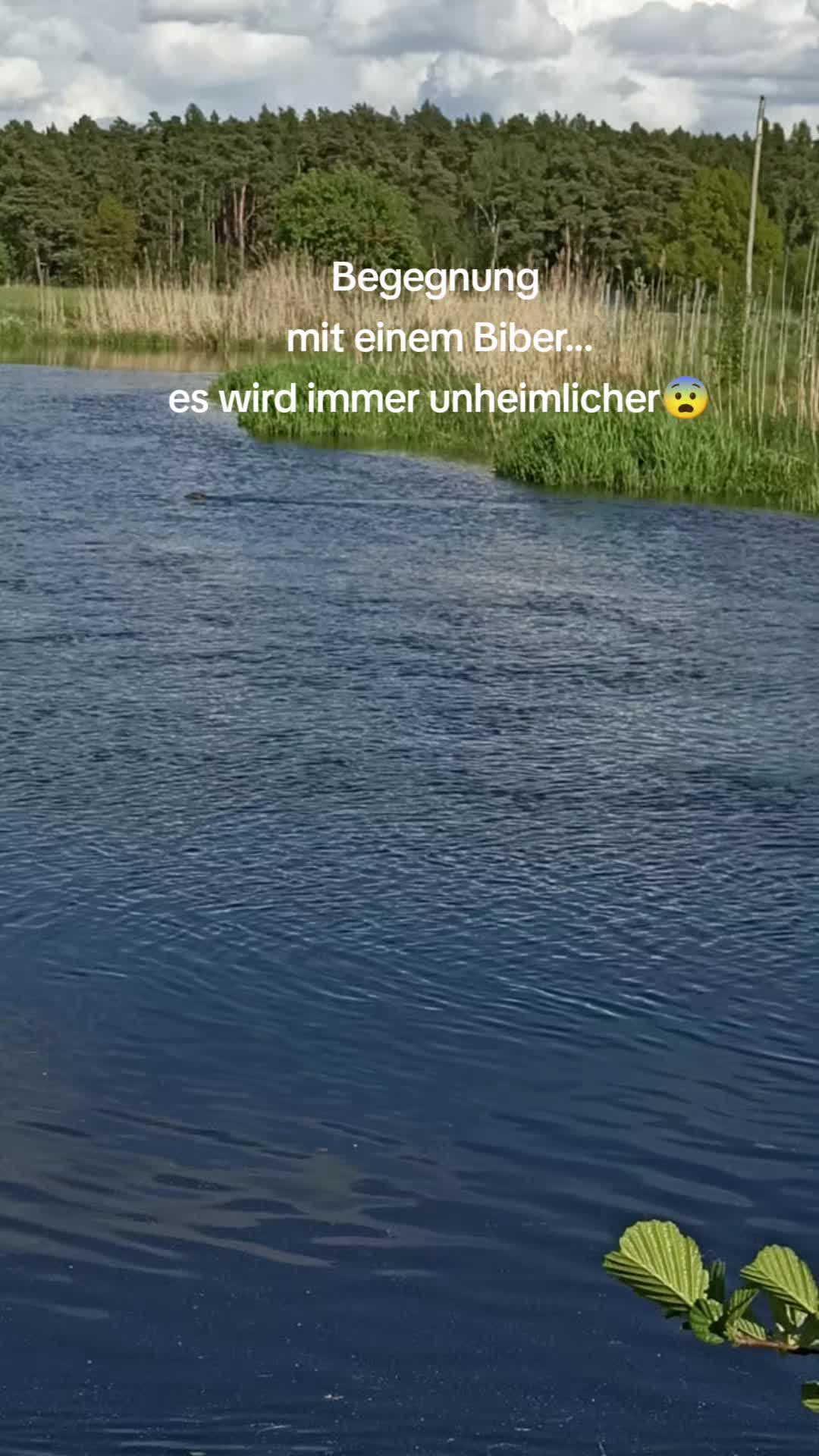 @ginaseele