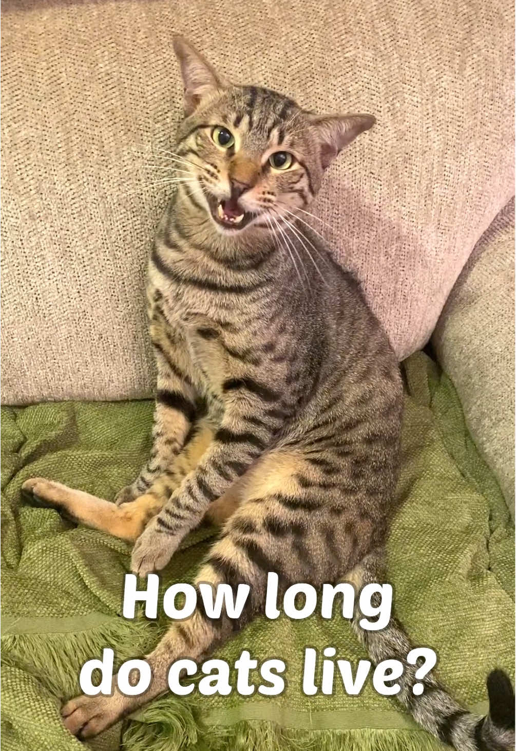 @Cat Tigrous