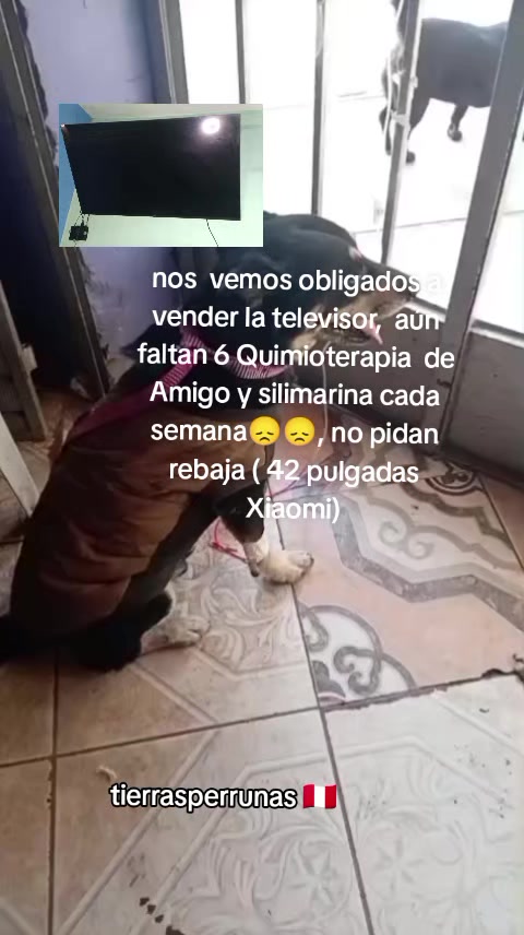 @Asociación T.Perrunas🐕🐈🇵🇪