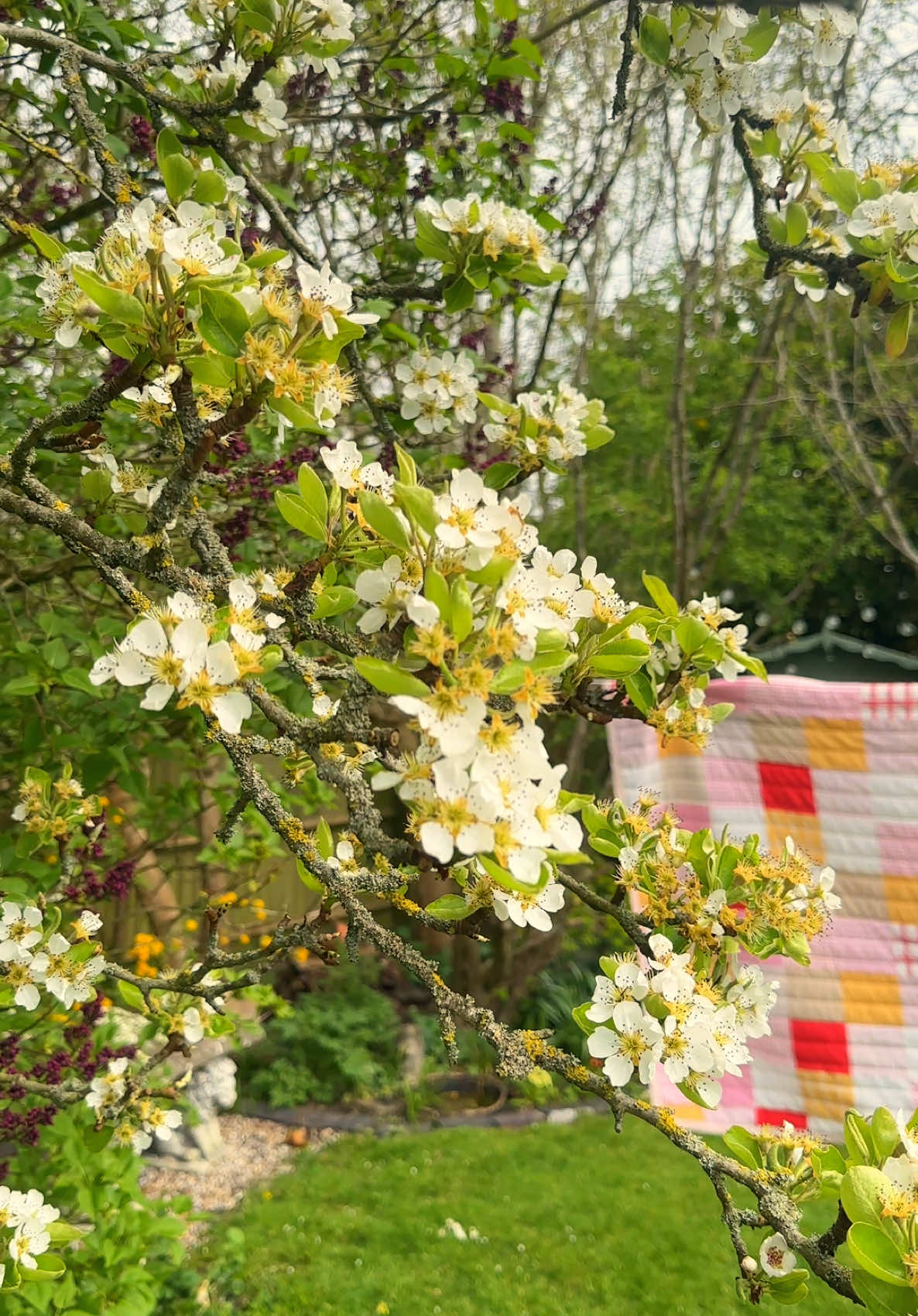 @Anne🍃🌸🫶🏻