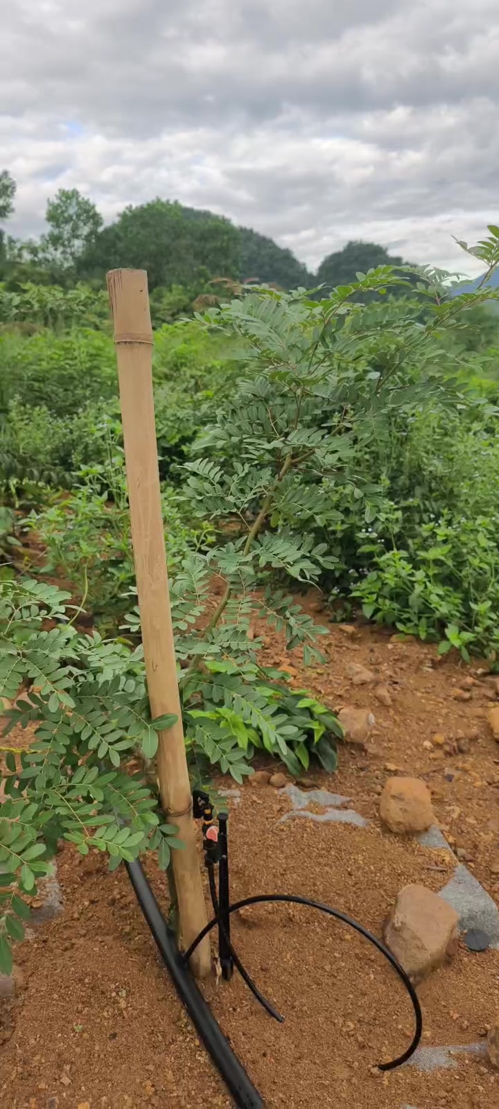 @Nh&agrave; Vườn Vũ Mai