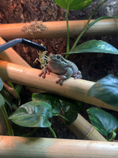 @prorep_reptile