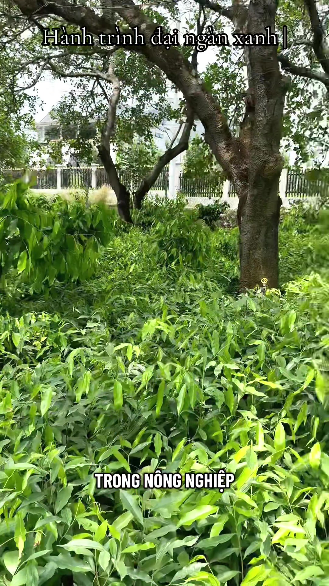 @D&oacute; Đen Việt !