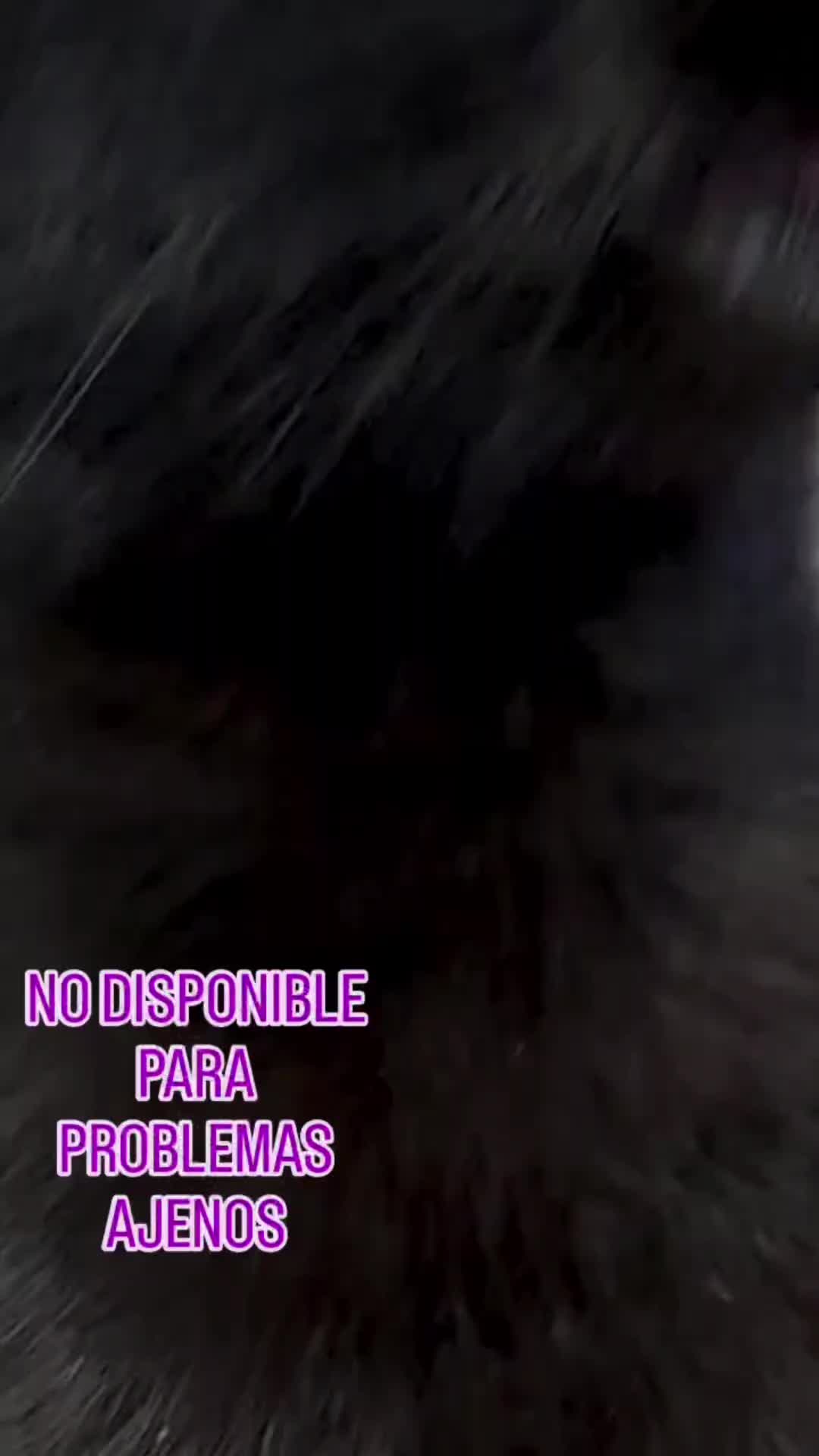 @el panda solitario