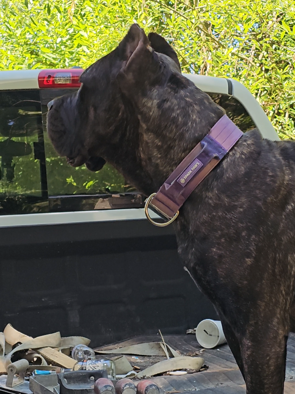 @SalmonCreekCaneCorso