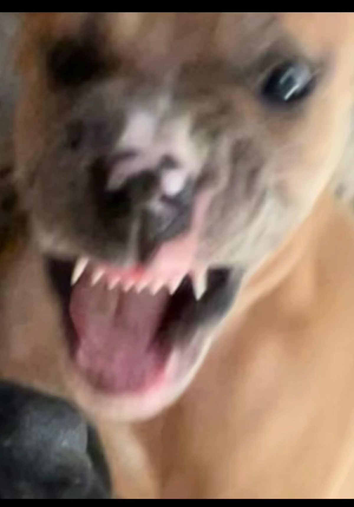 @Nala & Hurley