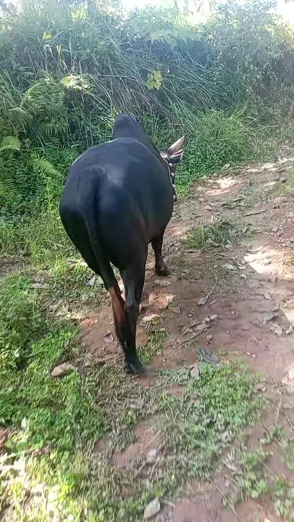 @Tanahun tiger