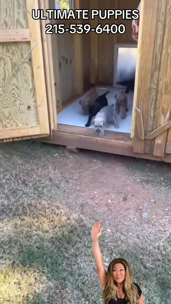 @Ultimate Puppies
