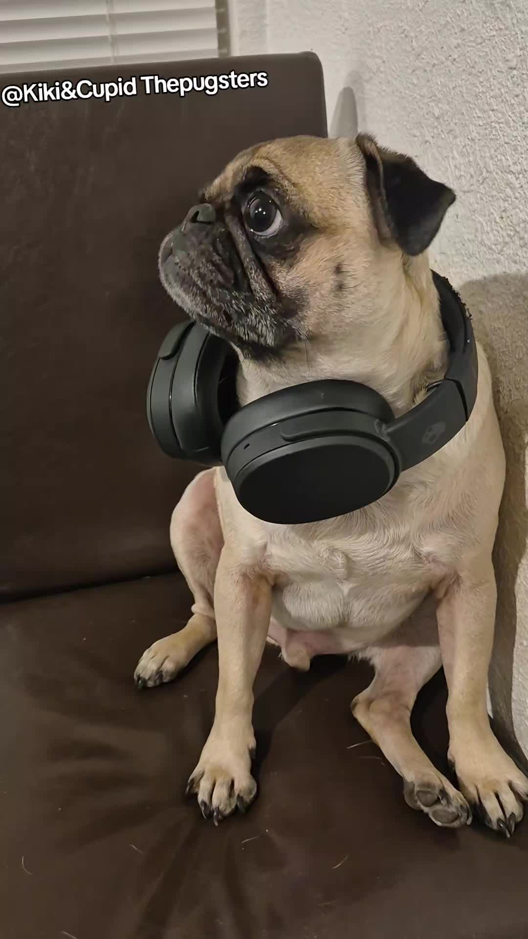 @Kiki&Cupid Thepugster