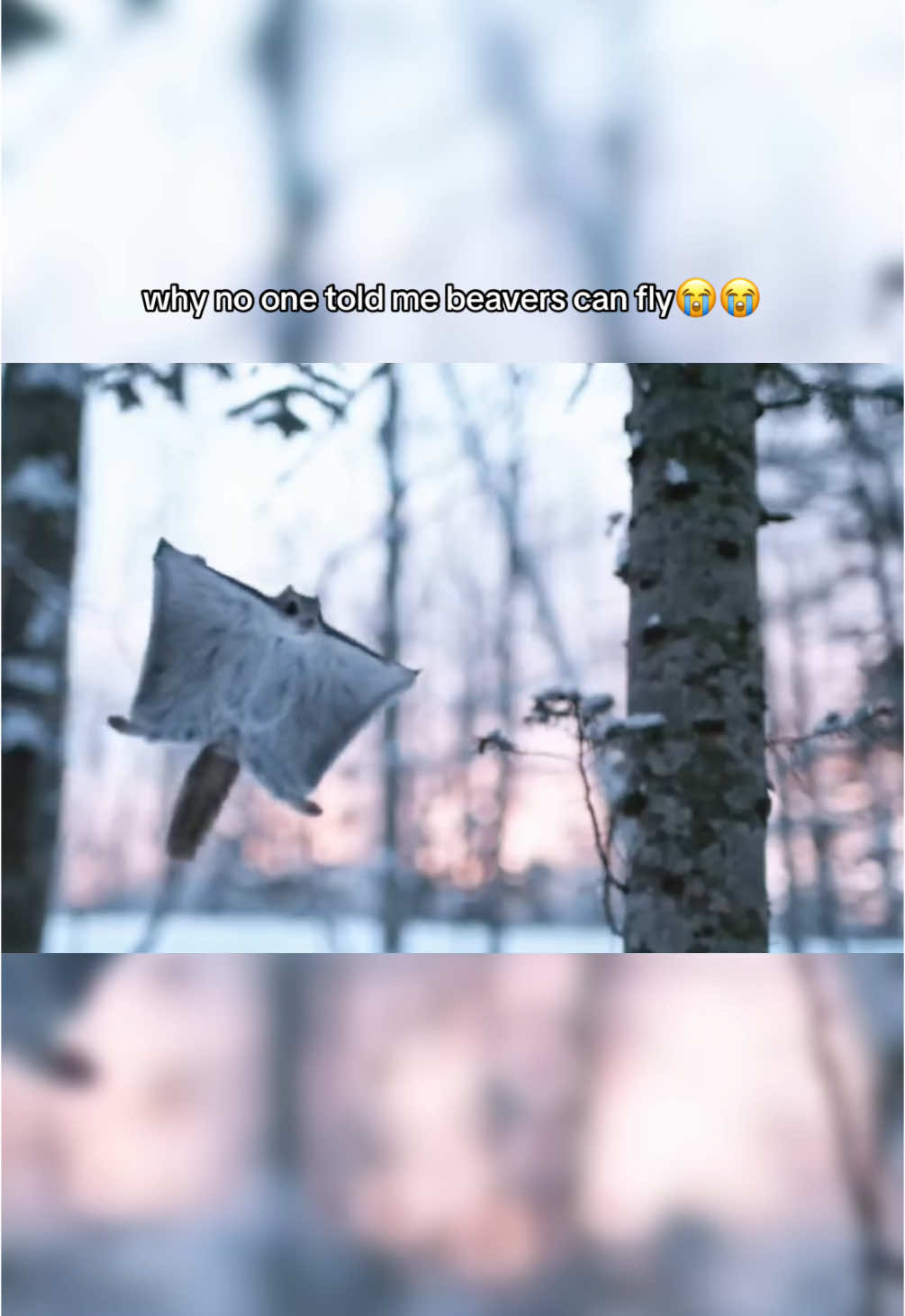 @wonderloopsvideo