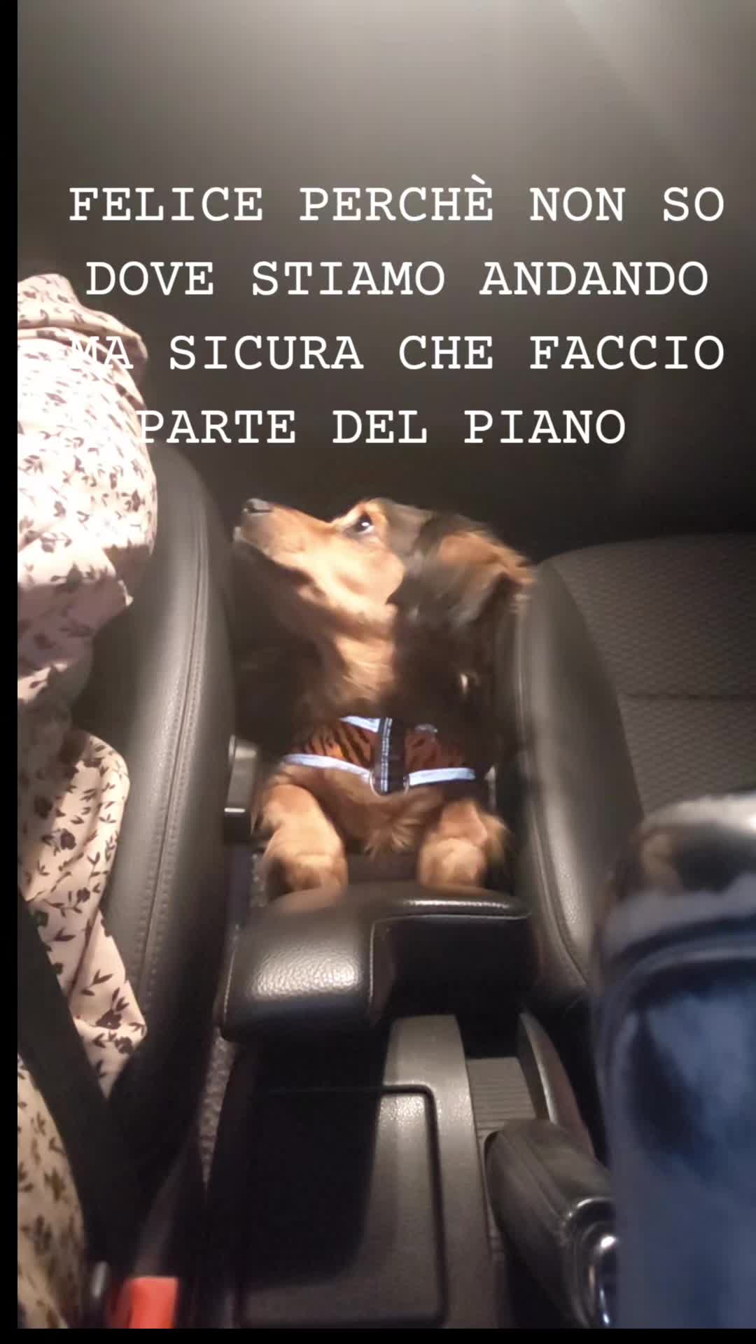 @Elisa🐶Ronda