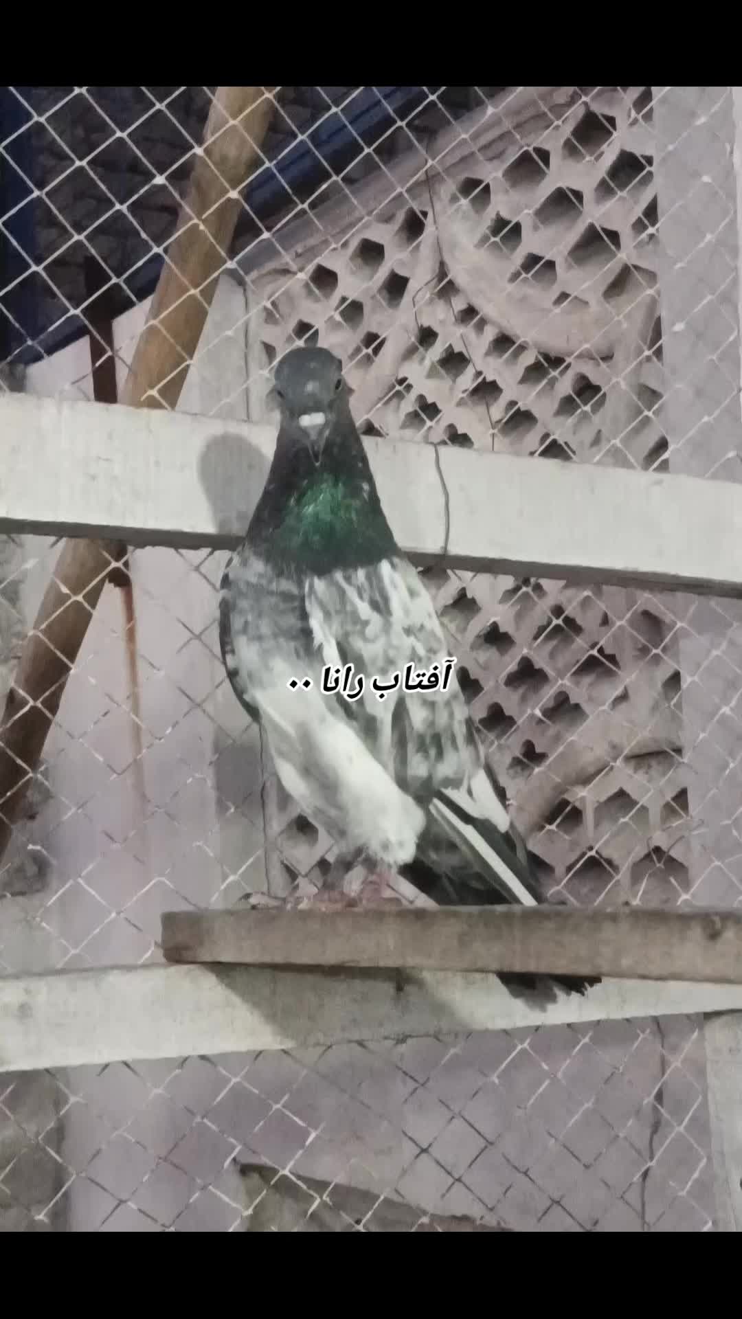 @آفتاب رانا۰۰(میانوالی)