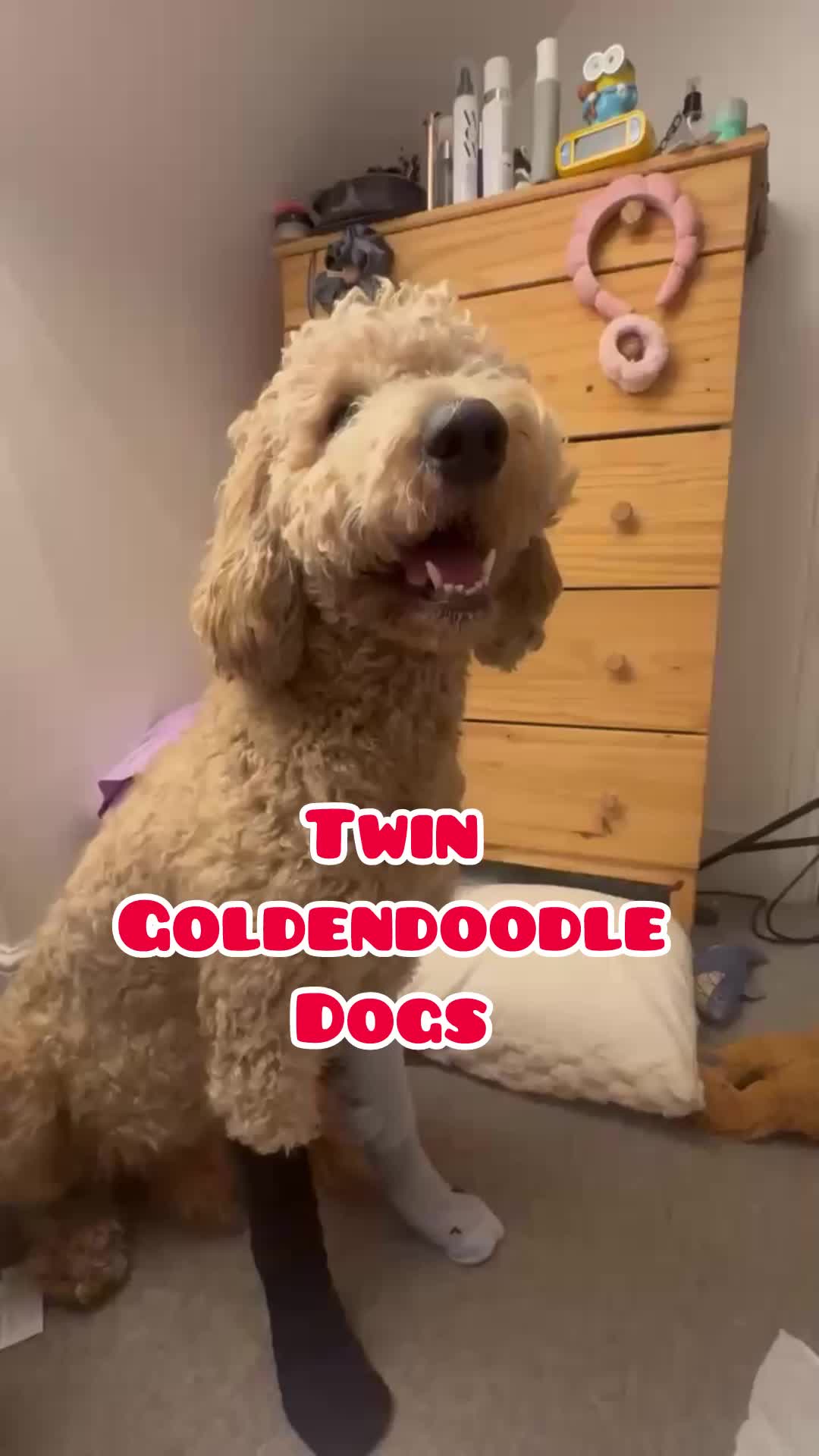 @Twin dogs Benny and Leo