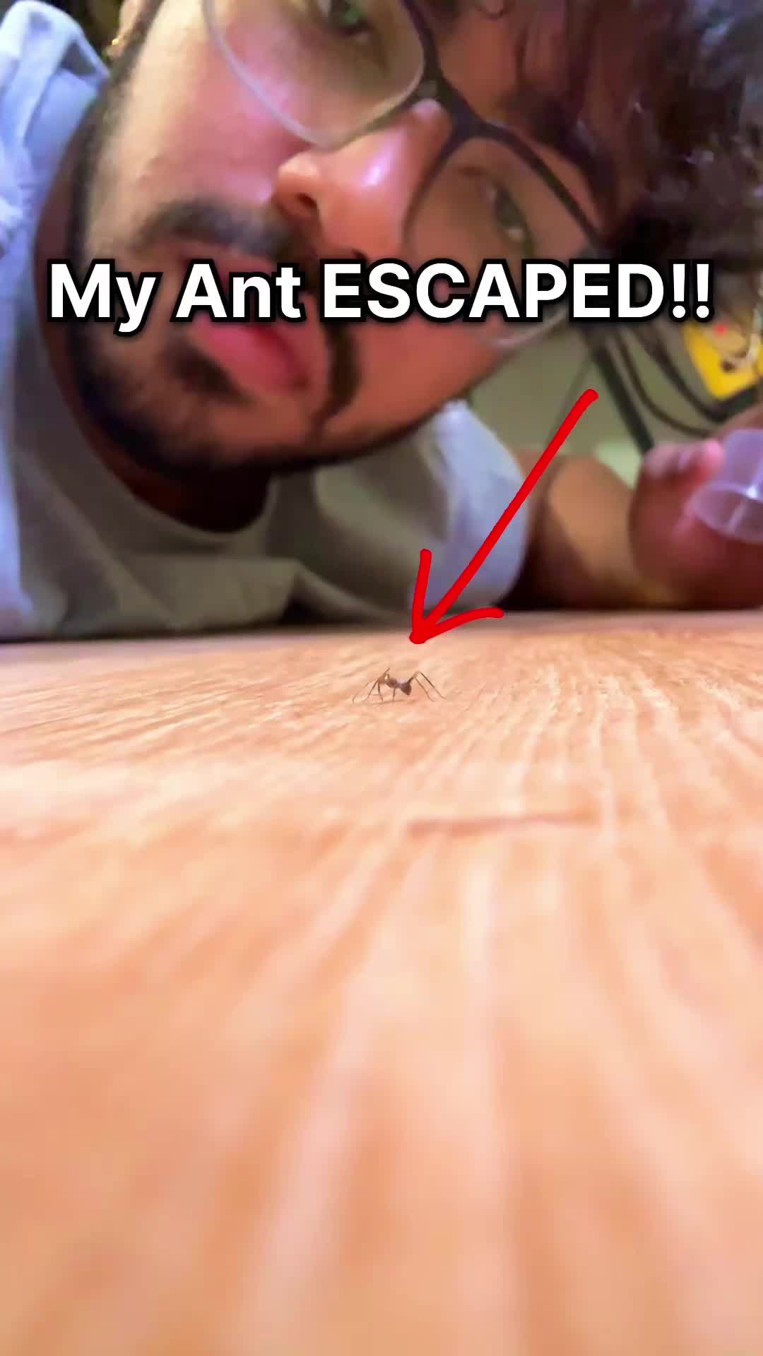 @Lights Camera Ants