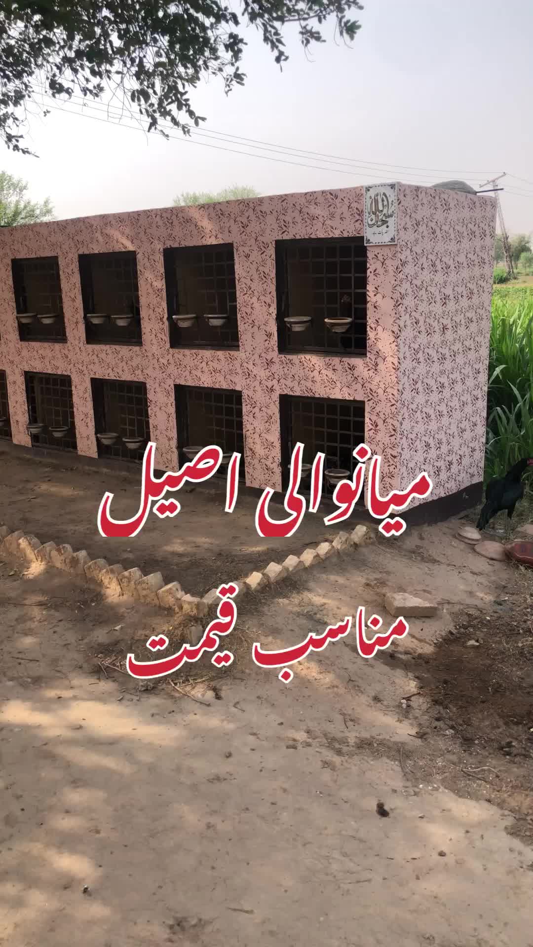 @Poultry Markaz