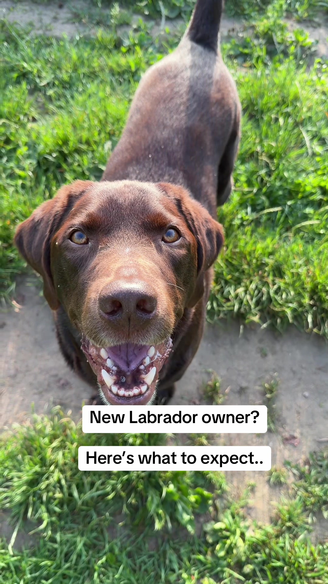 @The Labrador Buddy