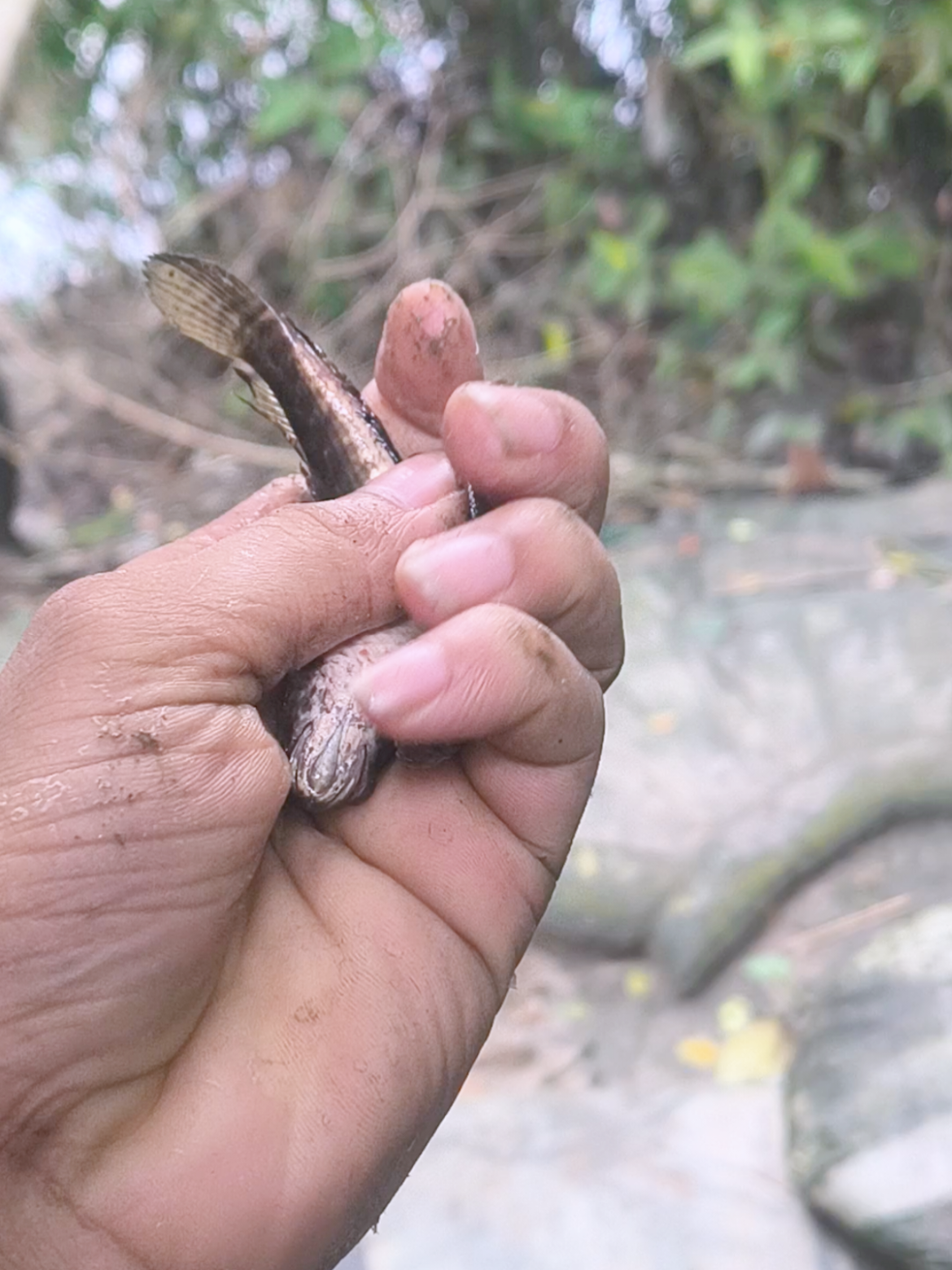 @(っ◔࿐🐸🫦দুষ্ট দাদু🫦🐸࿐(っ◔◡◔)っ