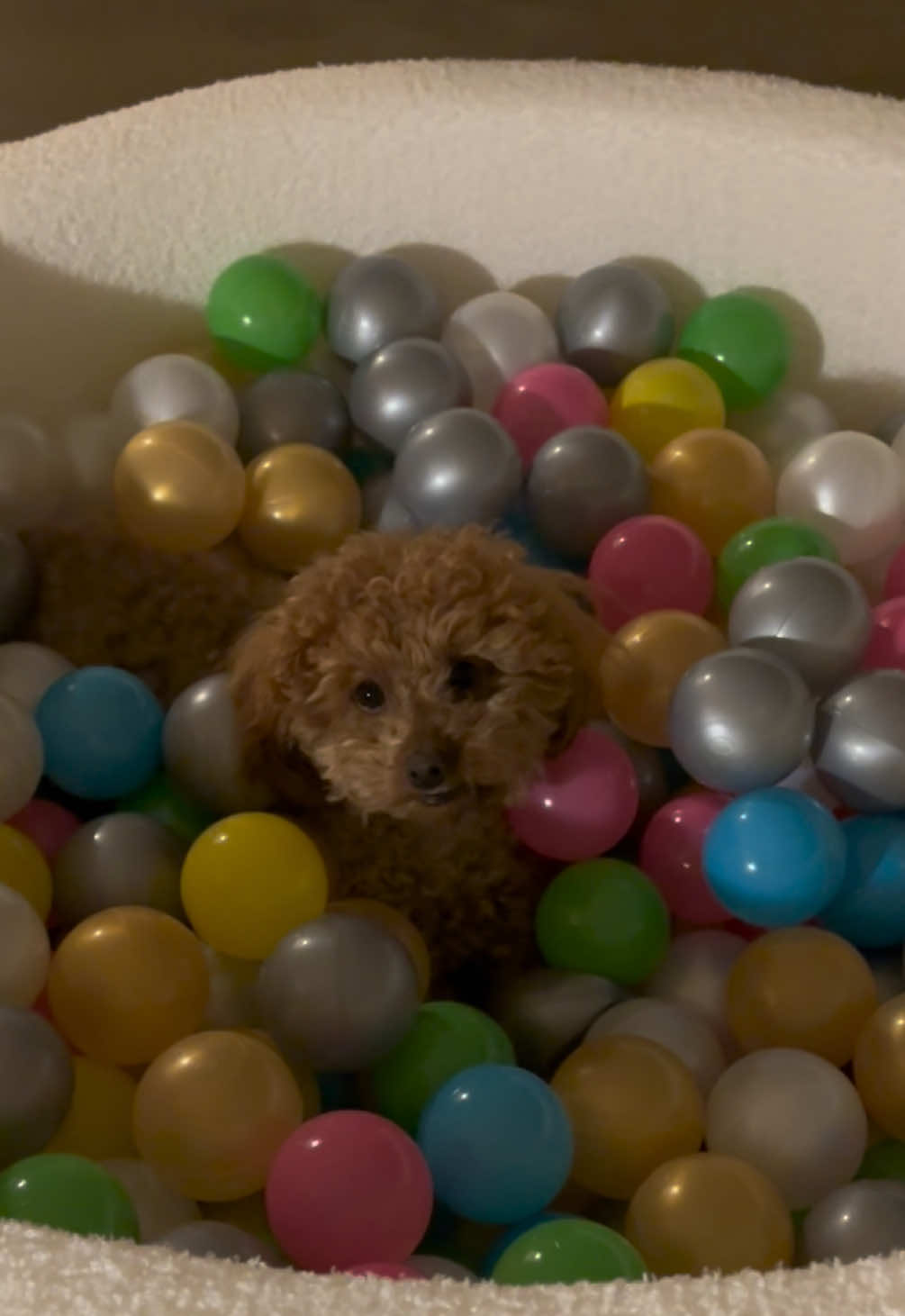 @peppermytoypoodle