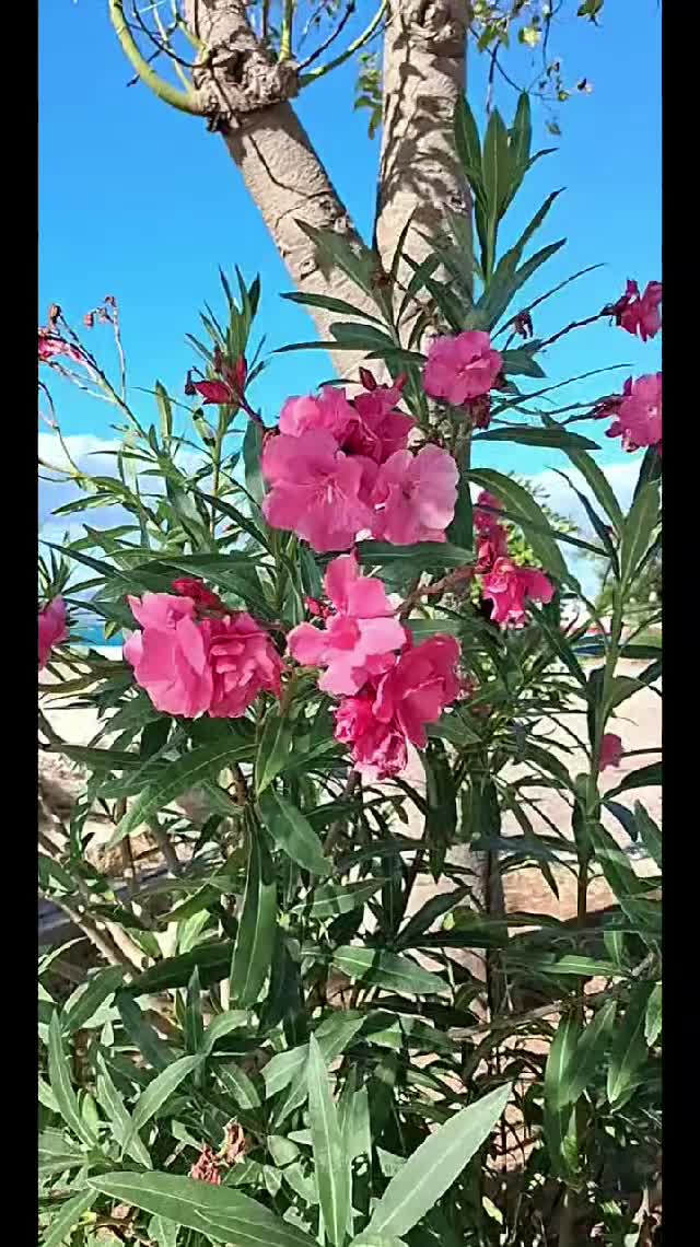 @&Sigma;&Omicron;&Kappa;&Omicron;&Lambda;&Alpha;&Tau;&Alpha;