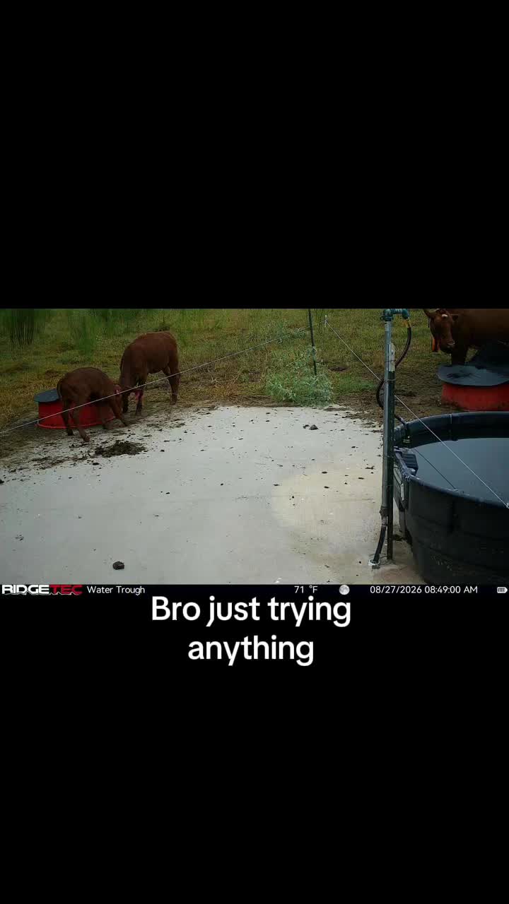 @Flat Rock Cattle Co