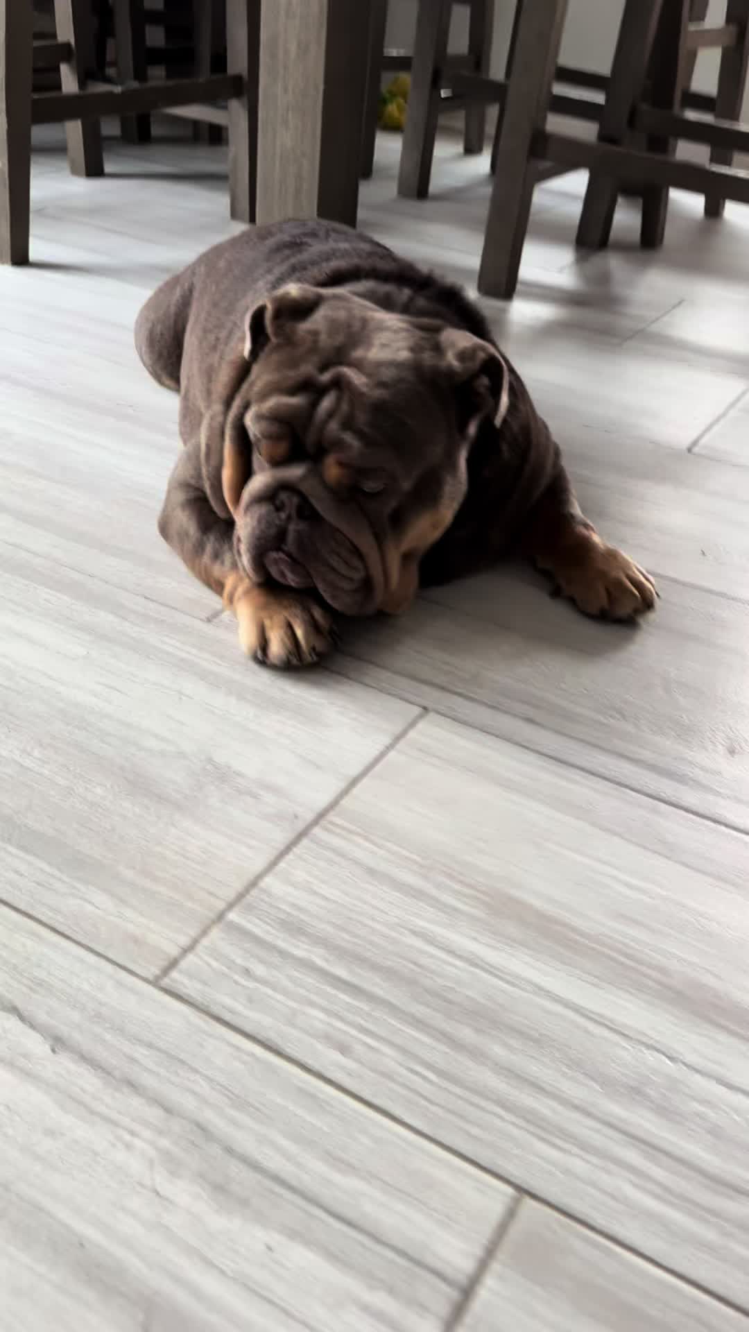 @RawlsTheBulldog