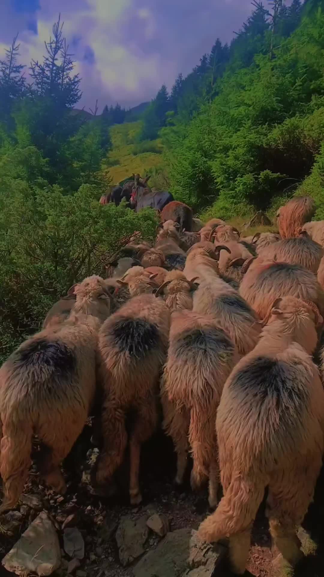 @Jidanu 🌲🐕🐑🌲❤️