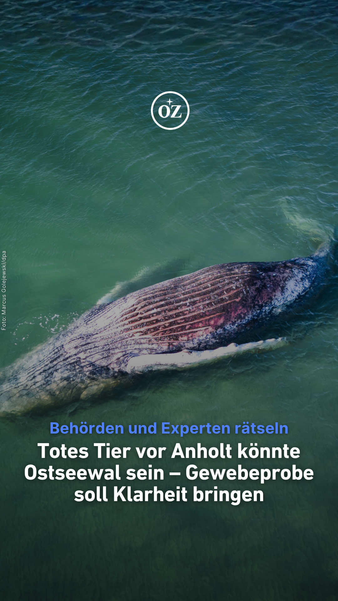 @Deine Ostsee-Zeitung 🌊
