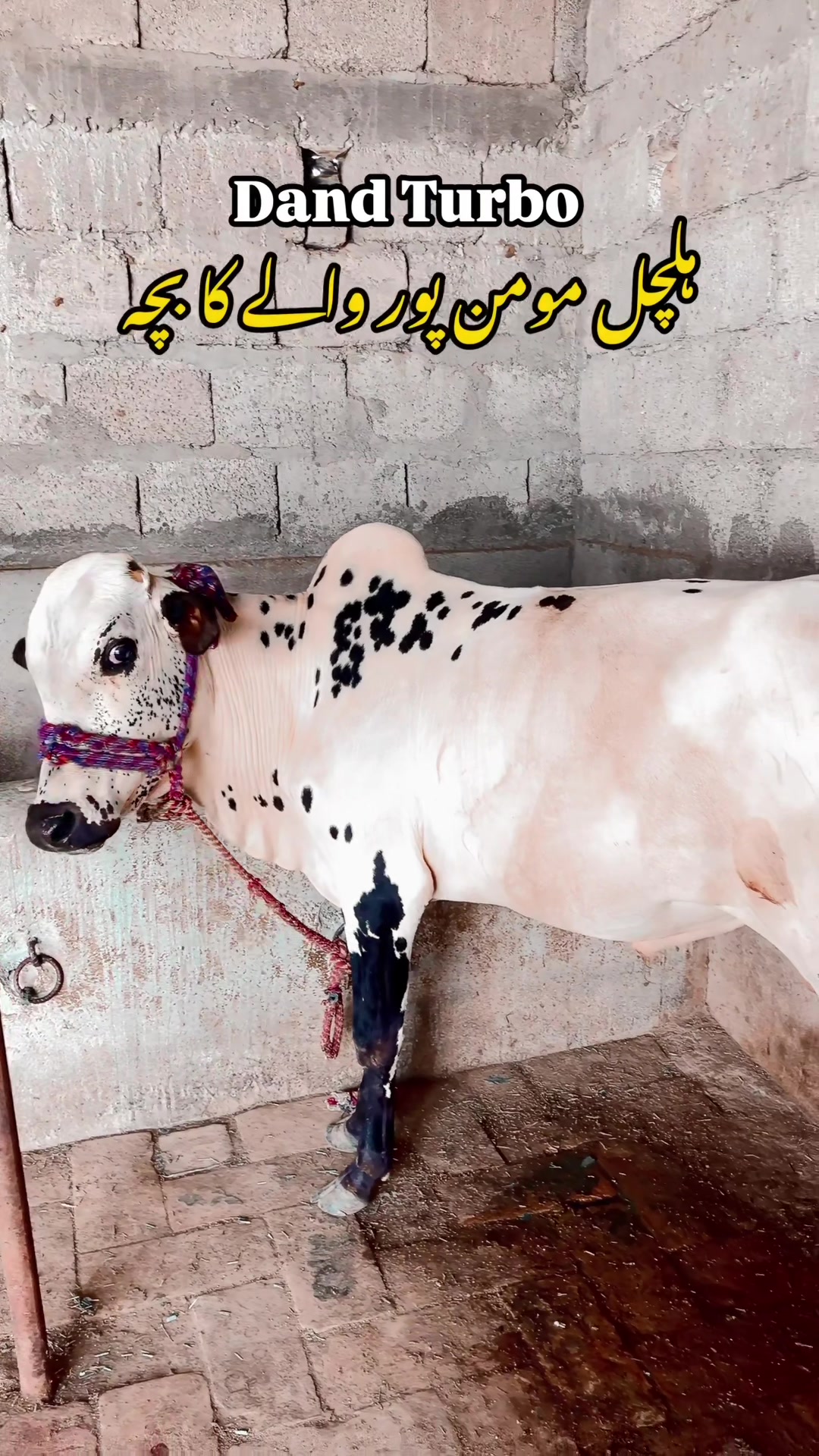 @Wakeel gujjar