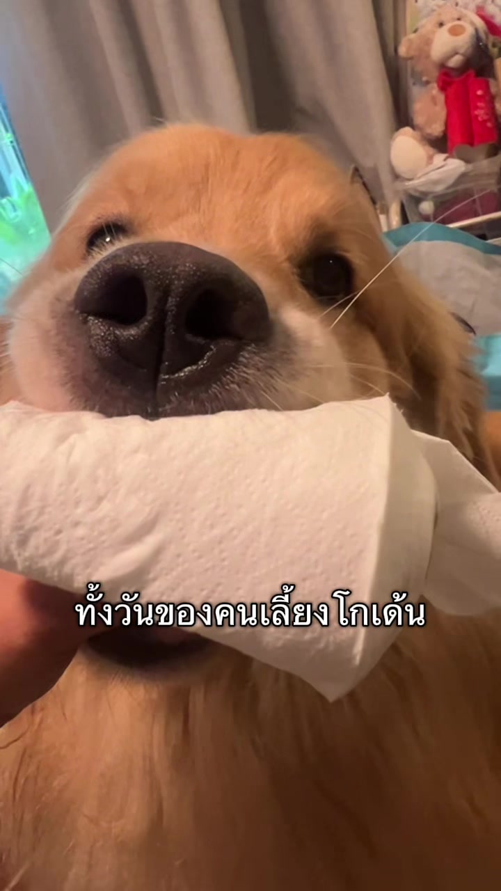 @ตินติน โกเด้นตาเหล๋
