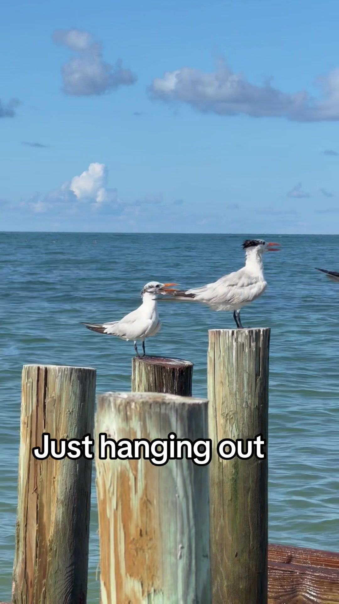 @Florida Land Guy