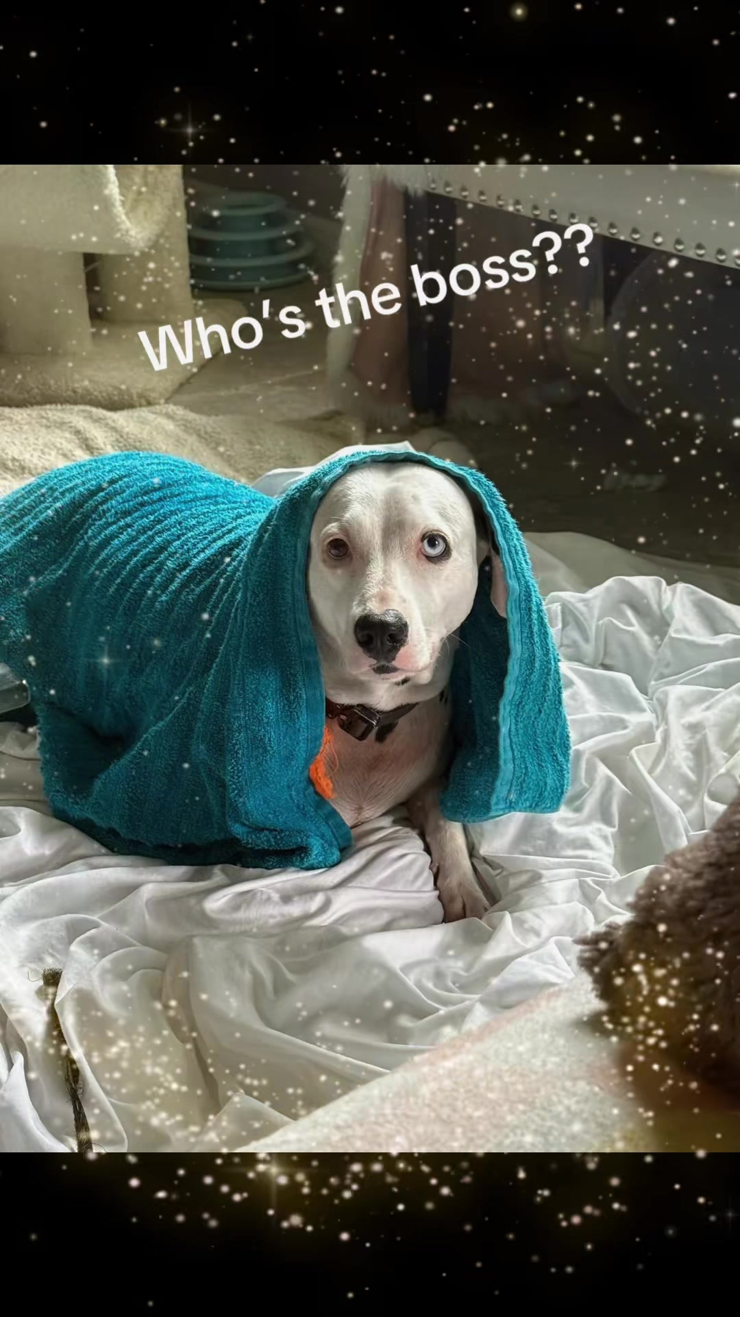 @Spottedchaos