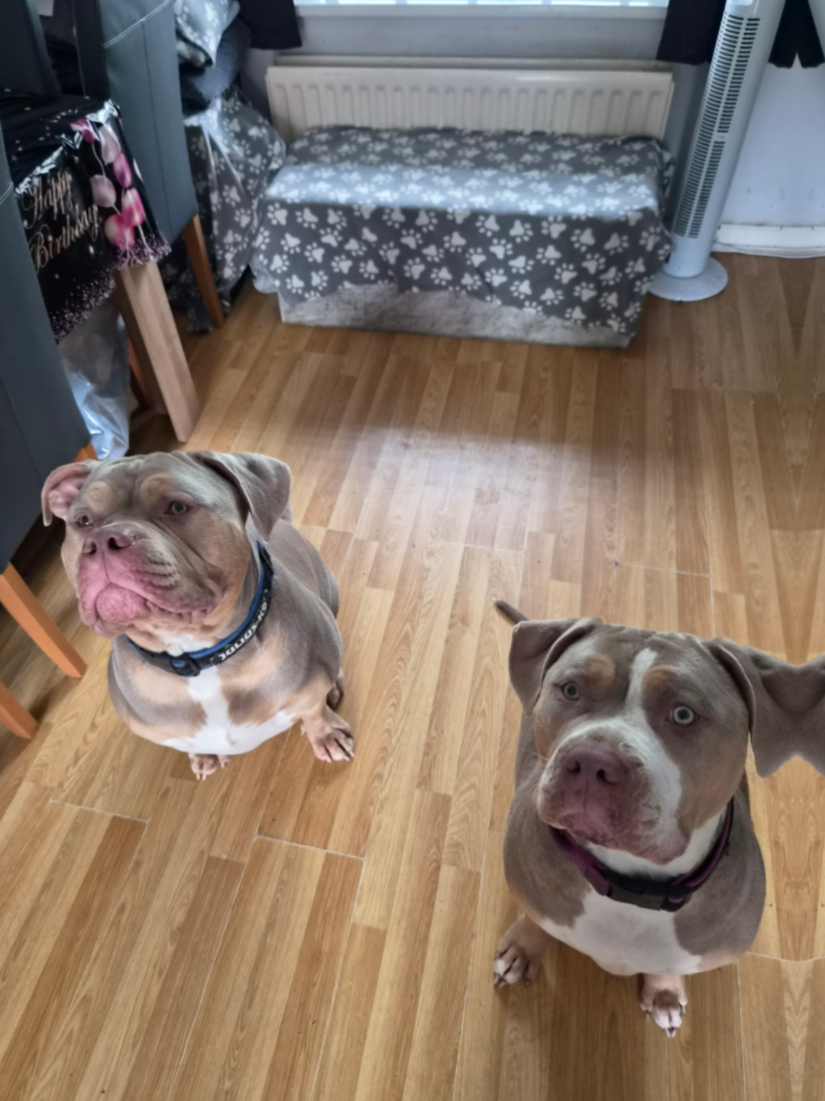 @Kyza And Ellie Bully Dogs 🐾🐾
