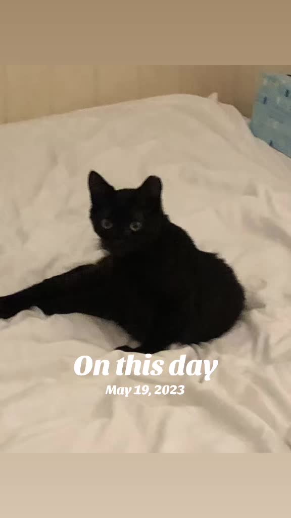 @Oscar&ensp;Jeremy&ensp;the&ensp;cat!